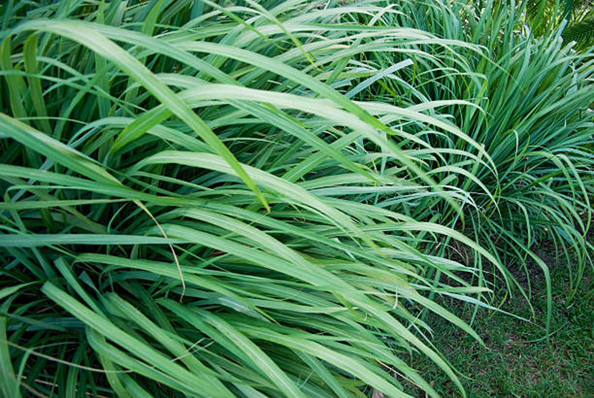 Lemon Grass
